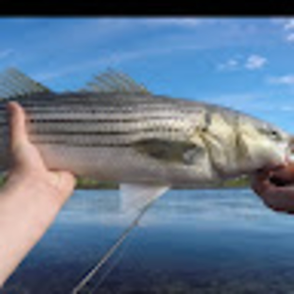 Meet your Posher, Striper